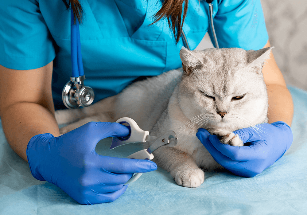 nganh thu y ra lam gi